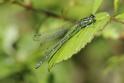 IMG_1736 Coenagrion puella female